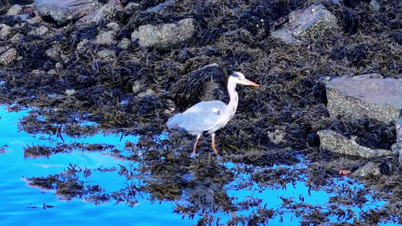 Grey heron walks slowly through coastal seaweed at low tide, scanning the water for fish. Serene wildlife scene with marine textures and natural shoreline reflections, aerial view
