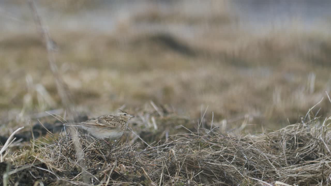 이른 봄 풀밭에 앉아 노래하는 유럽 종달새