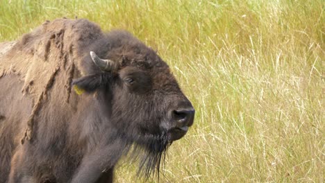 Bisonte-Salvaje-En-El-Prado,-Retrato-De-Bisonte-Americano,-Concepto-De-Protección-De-La-Naturaleza