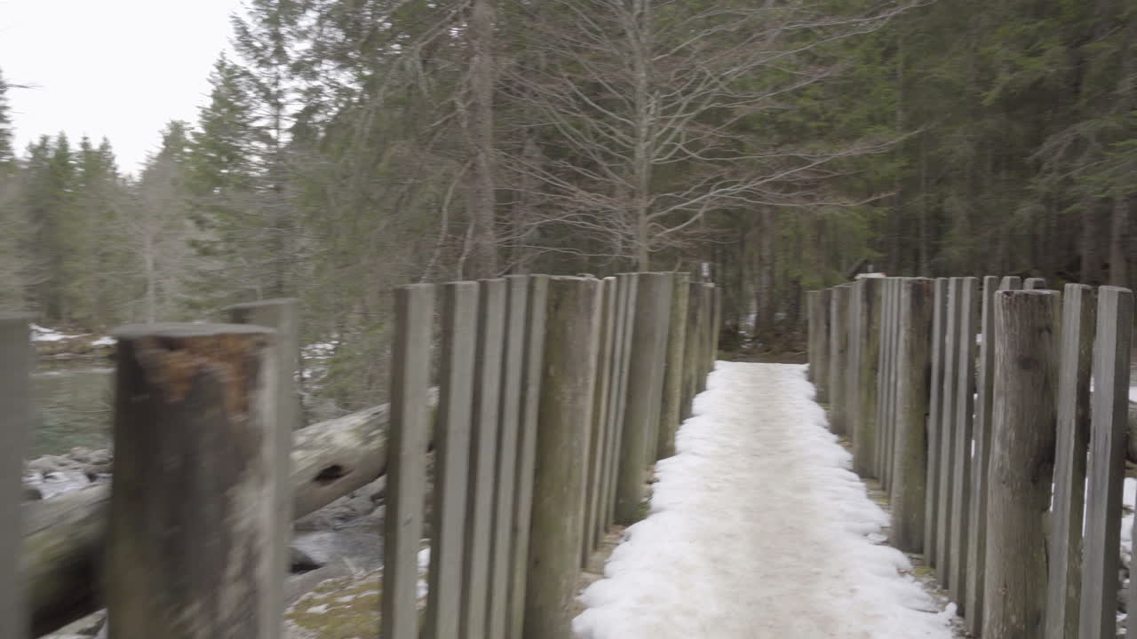 gimble short 4k sony a6300 25p s-log2와 함께 숲 속을 걷다