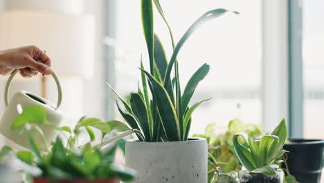 watering indoor plants