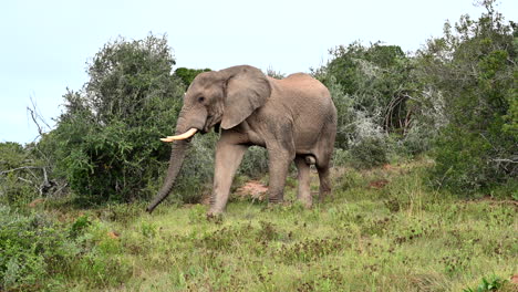 elefante africano gran toro viene de detrás de un arbusto, caminando en los bosques