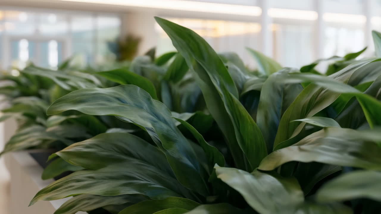 Lush Green Indoor Plants in a Modern Interior Setting