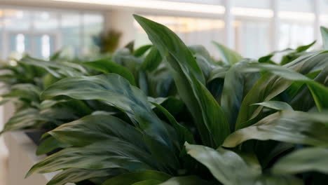 lush green indoor plants in a modern interior setting