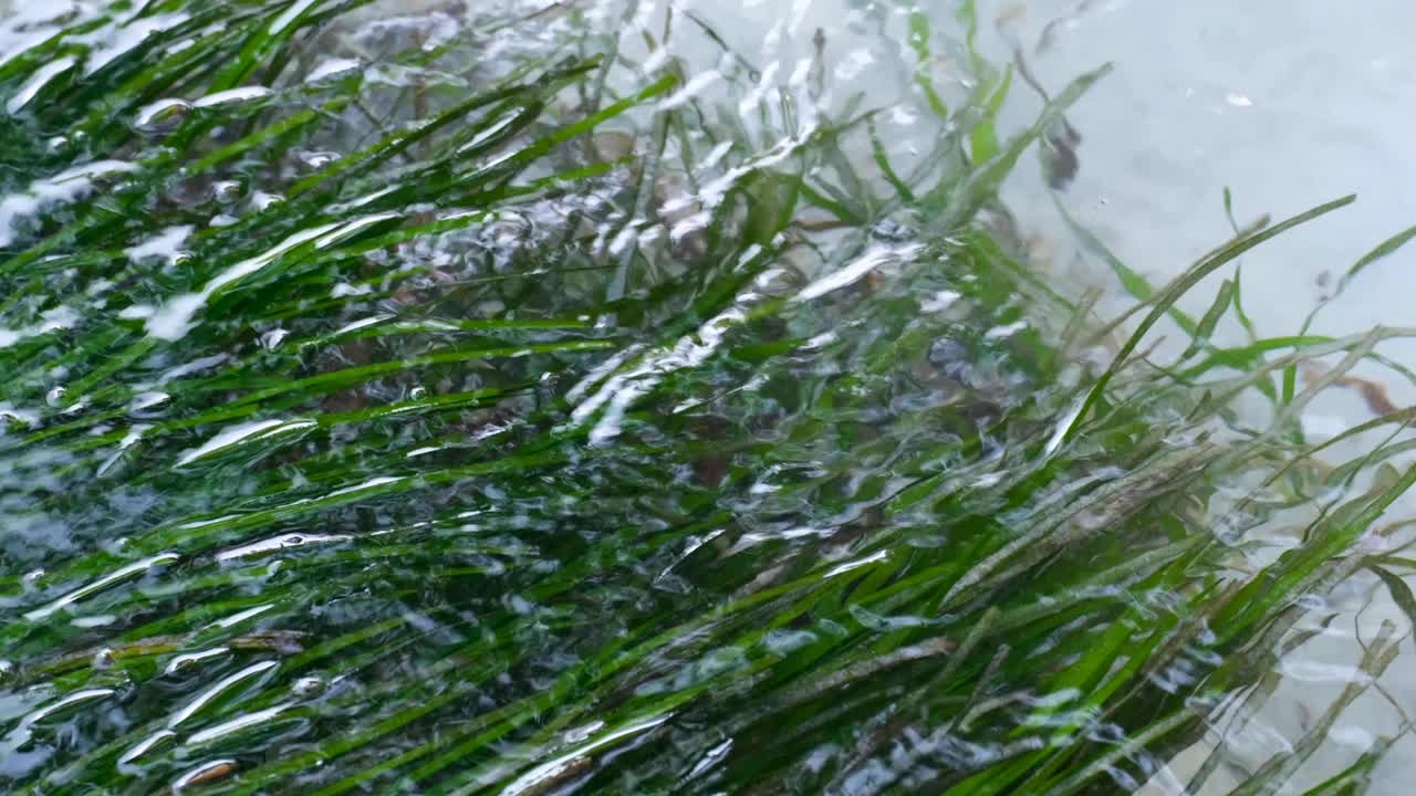 Gentle waves washing over green marine seagrasses in shallow coastal environment of tropical island