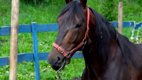 dark brown horse stallion with black mane chews food. he tries different kinds of plants to taste. a horse walks in the paddock near the stables. the horse even tastes a poplar branch. summer sunny day.