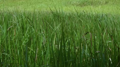 a perennial grass native to tropical and subtropical asia and also introduced to several countries