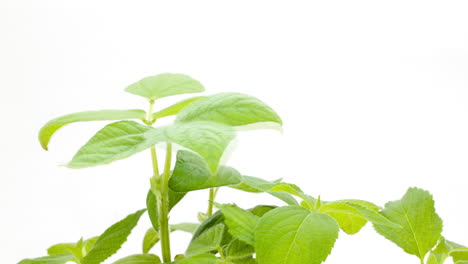 Mung-beans-growing-isolated-on-white-background,-close-up-time-lapse