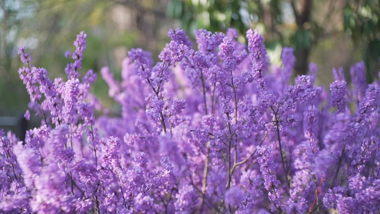 las flores púrpuras de sakura florecen maravillosamente en el jardín del parque de la ciudad en kyoto, japón