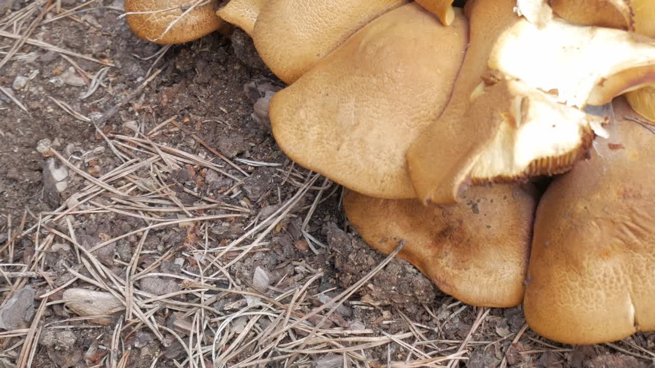 A close-up shot of mushrooms growing in the wild, with earthy tones and texture