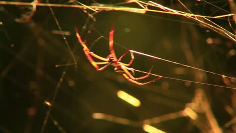 a golden silk orb-weaver spider spins a web in the rainforest