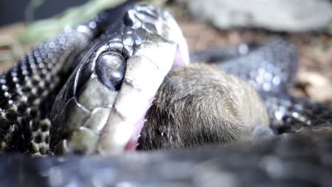 Extreme-Nahaufnahme-Einer-Schwarzen-Rattenschlange,-Die-Eine-Maus-Frisst