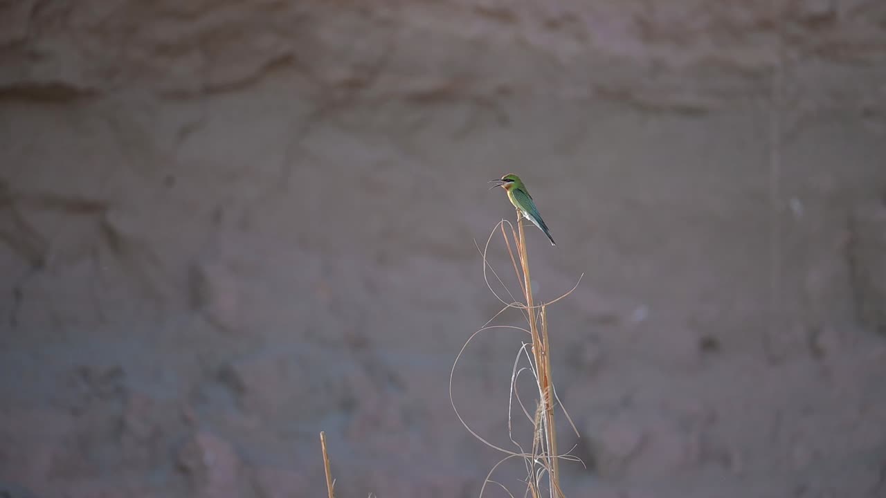 Blue Tailed Bee Eater Landing on Perch