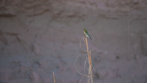 blue tailed bee eater landing on perch