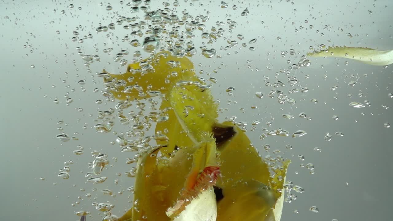 Tulipankronblader faller i vann. Bakgrunn. Sakte film.