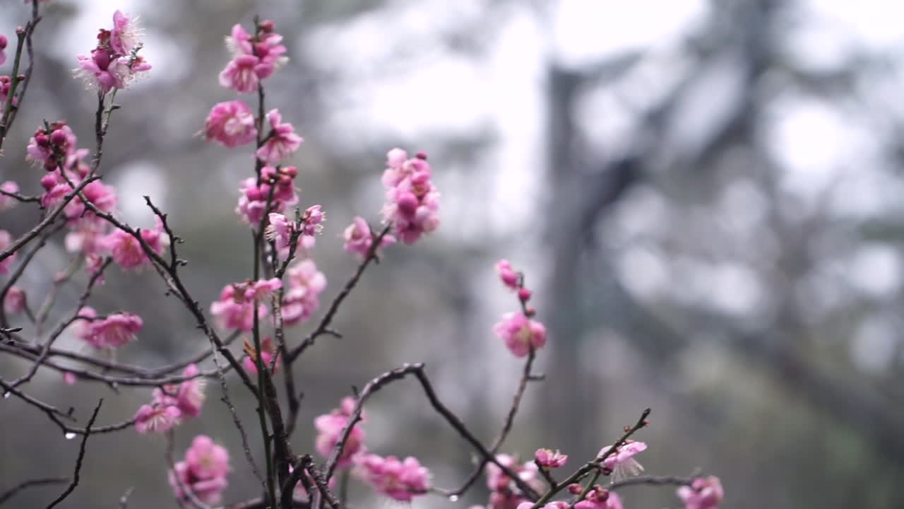 Trucking right close up shallow depth of field shot of beautiful pink Japanese cherry blossom or Sakura  in full bloom in Kyoto in Japan in spring time covered in morning dew