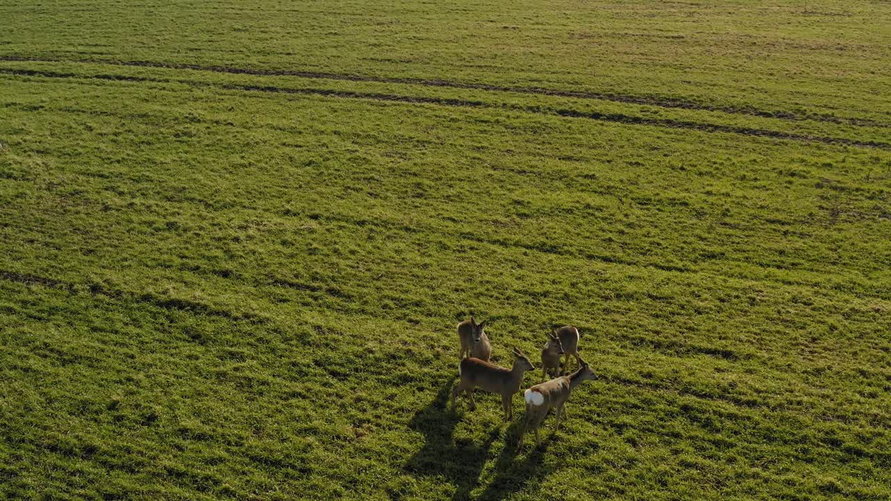 corzo caminando sobre un campo agrícola verde
