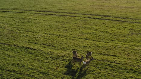 Roe-deer-walking-on-green-agricultural-field