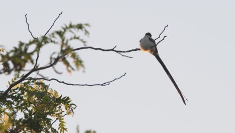 fork-tailed flycatcher is seen perched on a branch on top of a tree, then it takes off