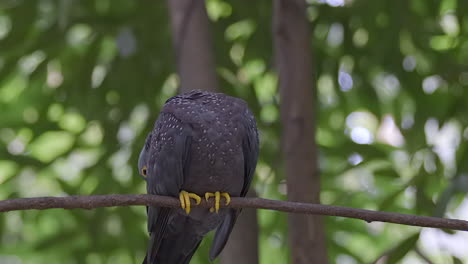 Single-African-Olived-Pigeon-prech-on-tree-branch