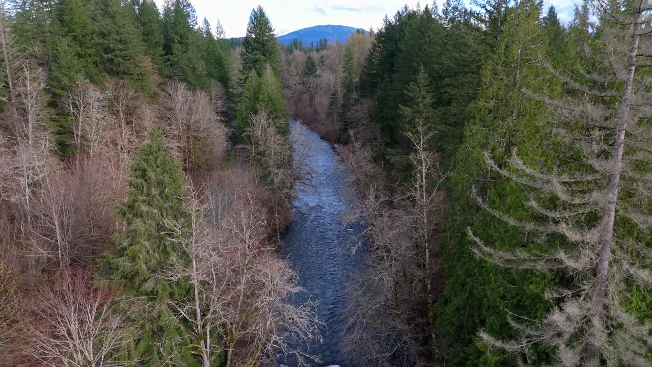 Naturskjønn flyfoto av den strømmende Cedar River gjennom skog med fjell i bakgrunnen i Washington State.
