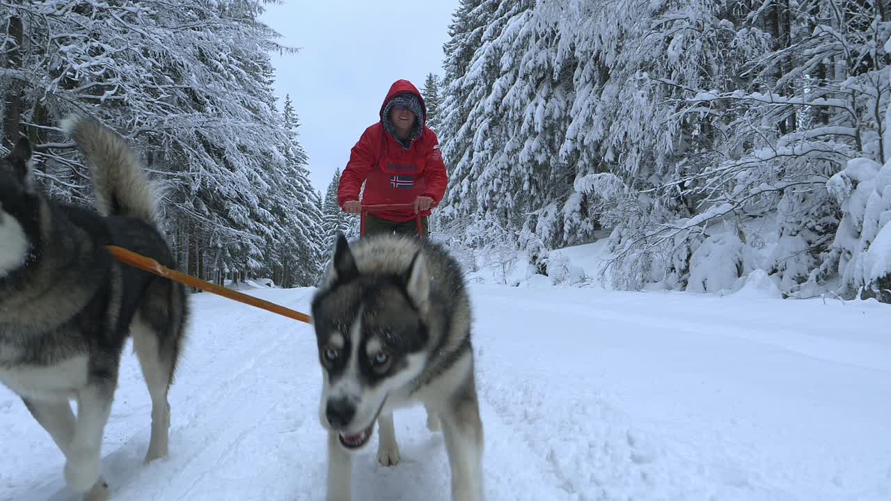 hombre montando un trineo fornido, en medio de árboles cubiertos de nieve, en un día de invierno nublado, - cámara lenta, inversa