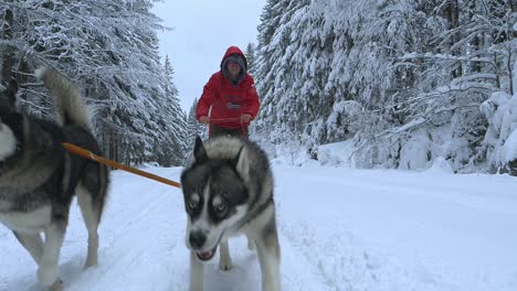 man riding a husky powered sled, in middle of snow covered trees, on a overcast, winter day, - reverse, slow motion shot