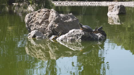 tortugas descansando a la luz del sol sobre rocas en un estanque de parque turbio en españa