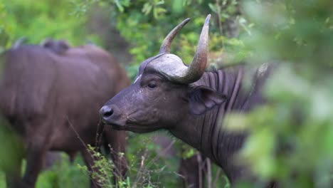 Búfalo-Africano,-Perfil-Lateral,-Cerrar