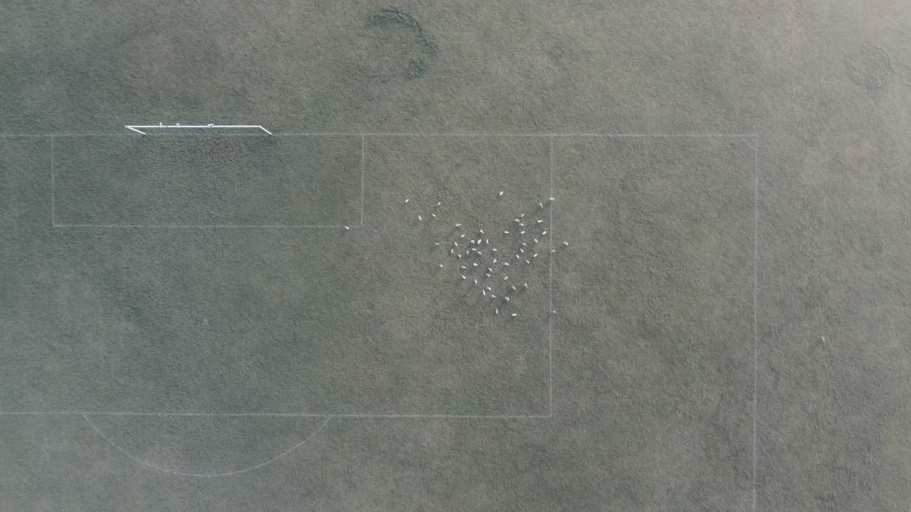 갈매기 떼가 있는 런던의 안개 낀 축구장