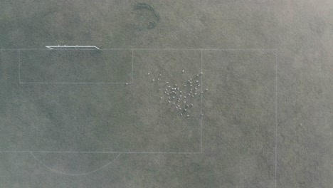 Campo-De-Fútbol-De-Niebla-En-Londres-Con-Bandada-De-Gaviotas