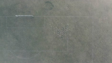 campo de fútbol de niebla en londres con bandada de gaviotas