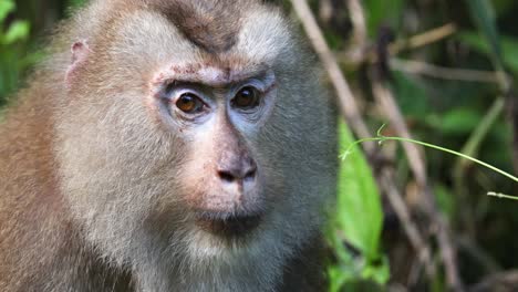 close-up of a monkey's changing expressions