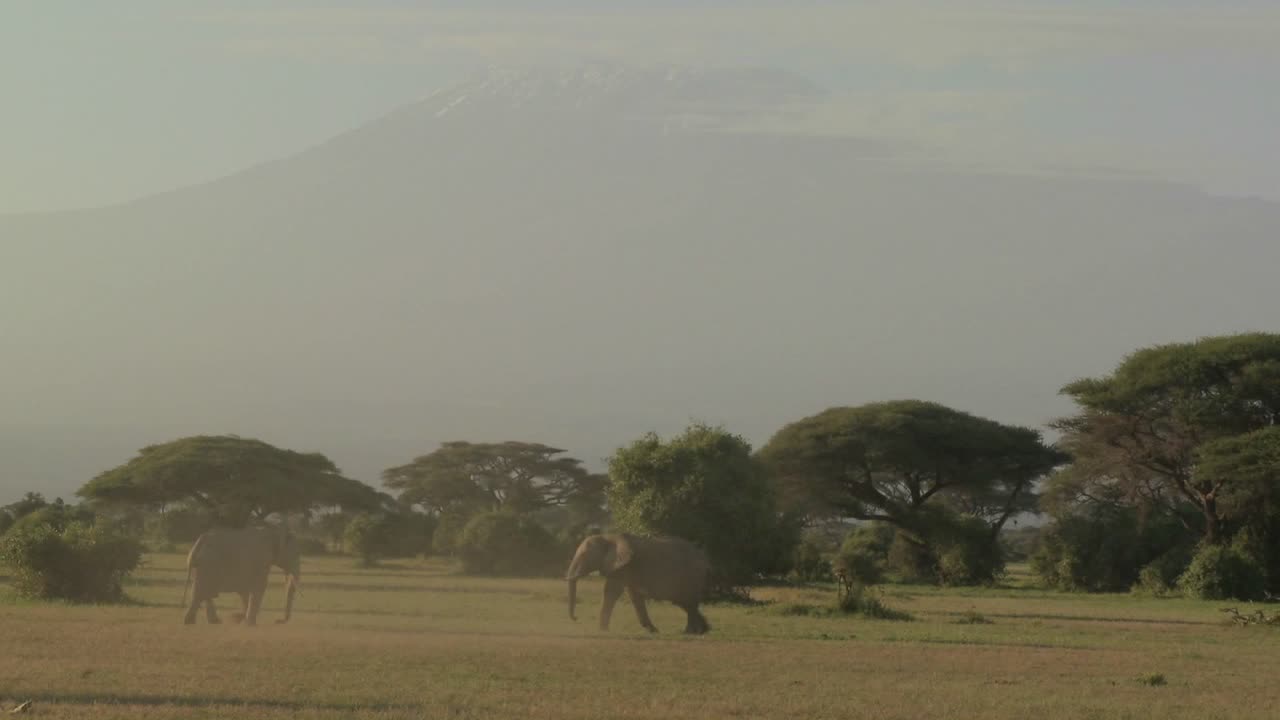 Elefanti che si scontrano nelle pianure dell'Africa