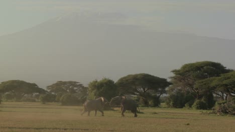 Elephants-fight-each-other-on-the-plains-of-Africa