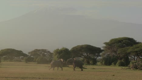 elephants fight each other on the plains of africa