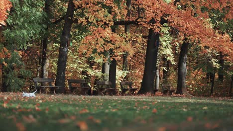 Ein-Kleiner-Weißer-Terrier,-Der-Unter-Den-Hohen-Bäumen-Im-Herbstpark-Spielt