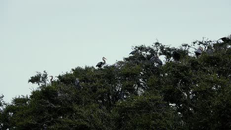 Temporada-De-Apareamiento-De-Las-Garzas-Azules