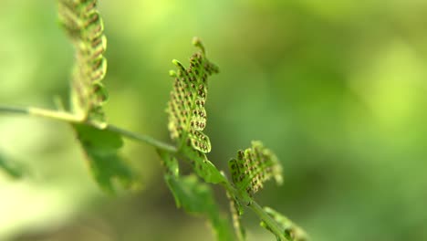 las plantas de helecho tienen polen debajo o debajo de sus hojas que posteriormente caen para formar nuevas plantas de helechos en el suelo