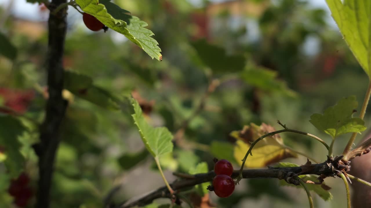 정원에서 신선한 레드커런트, 손으로  ⁇ 은 베리, 지역 유기농 음식