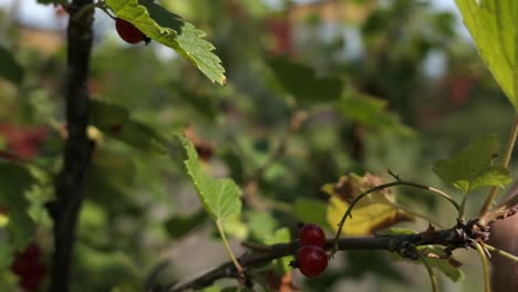 fresh redcurrants in the garden, hand picking red berry, local organic food