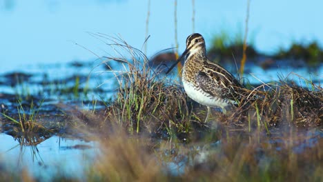 Common-snipe-feeding-in-wetland-flooded-meadow-close-up-in-morning-sunlight