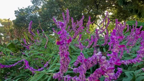 bee interacting with vibrant purple flowers