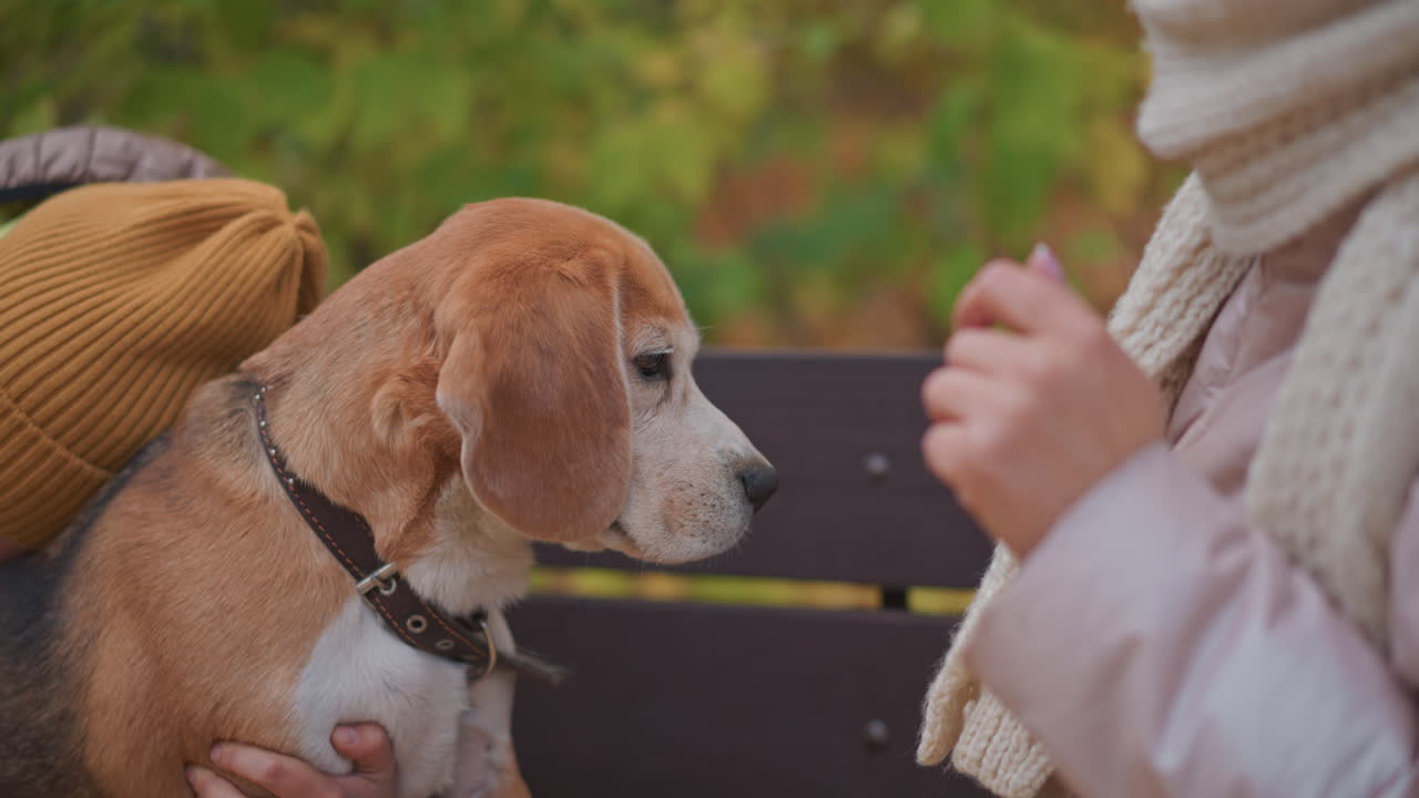 Young child holds beagle gently on bench during peaceful outdoor moment, dog gazing attentively at woman lifting hand, cozy autumn clothing and lush green background