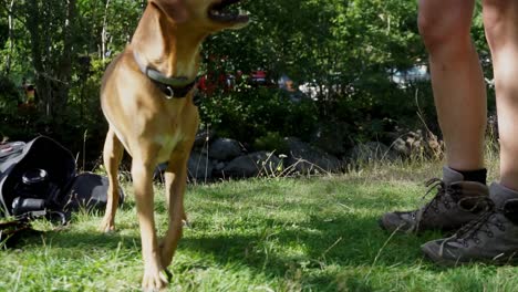 perro jugando con su dueño