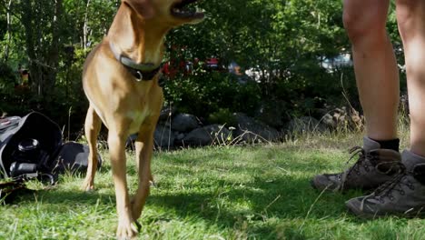 dog playing with its owner