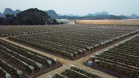 Low-Drone-Shot-of-a-Dragon-Fruit-Farm-Crops-with-Steep-Hills-in-the-Background-in-Guangxi,-China