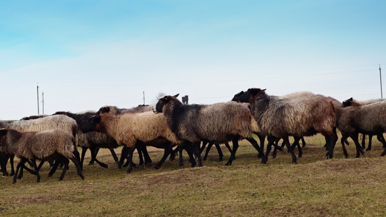 Pecore in gregge nel prato di giorno. Bestiame che si dirige al pascolo.