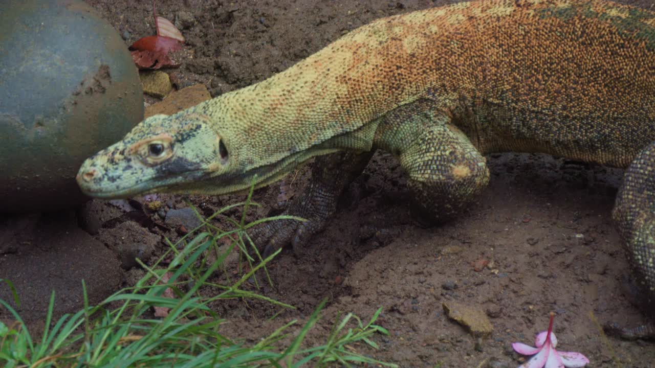 Young Komodo dragon sniffing for prey by flicking its forked tongue and sensing the air and walking on dirt 