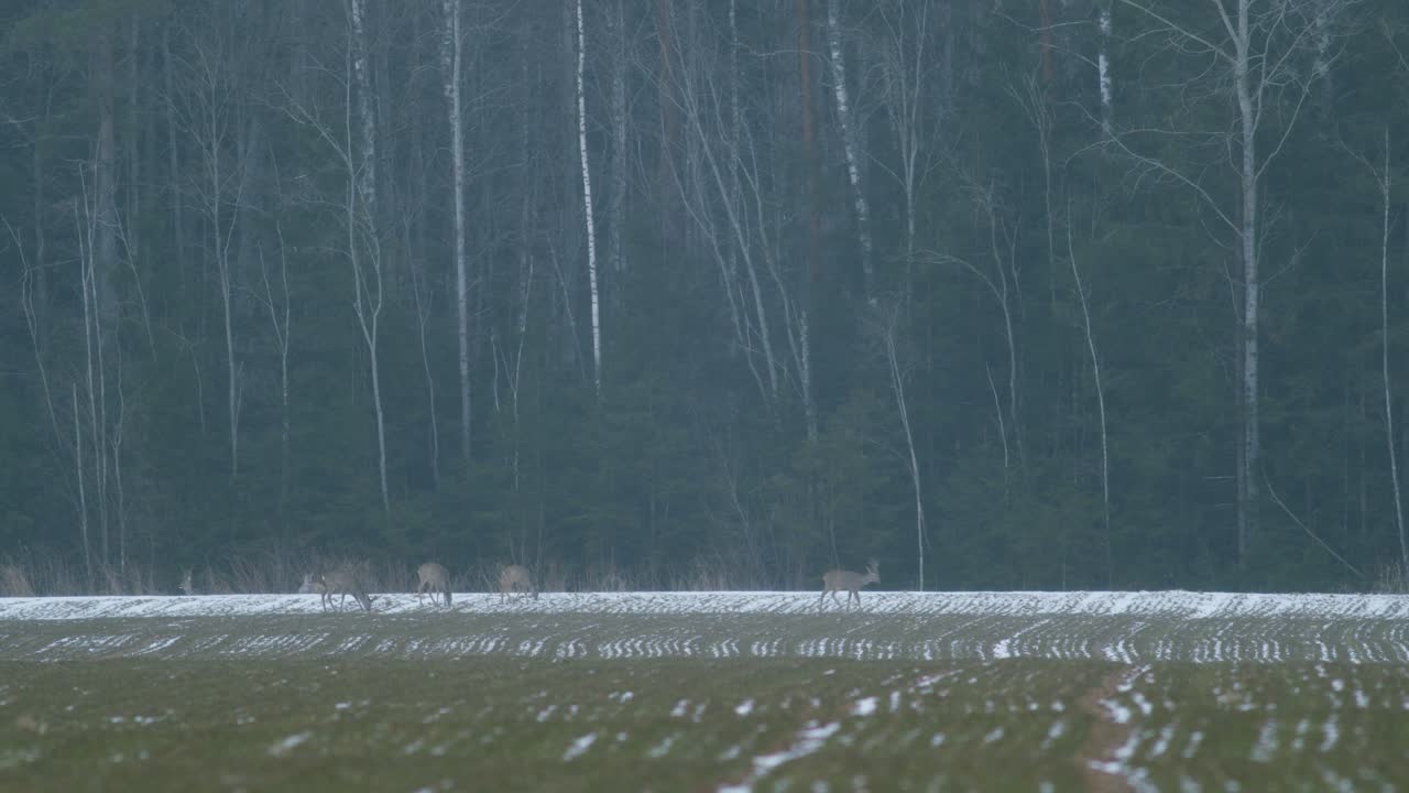 저녁 황혼에 강간 랩 필드에서 먹는 유럽 노루 무리